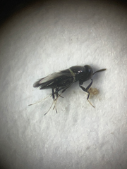 Signiphoridae