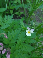 Viola tricolor