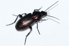 Agonum cupreum