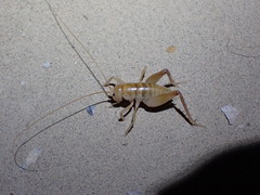 Ceuthophilus fossor