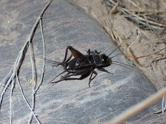 Gryllus saxatilis