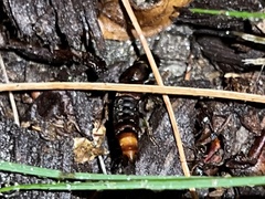 Platydracus cinnamopterus