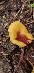 Marasmius rhyssophyllus