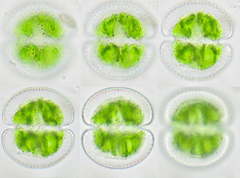 Cosmarium perforatum