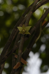 Dendrobium macrostachyum