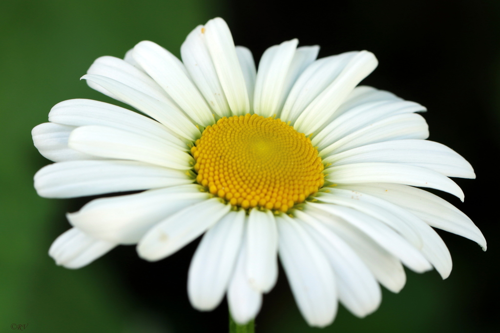 Leucantheminae