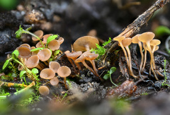 Sclerotinia veratri
