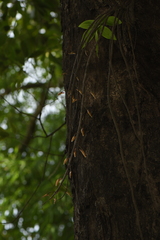 Dendrobium macrostachyum