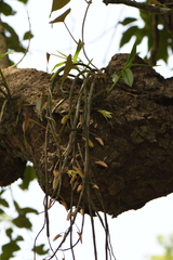 Dendrobium macrostachyum