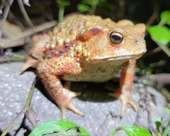 Bufo gargarizans