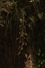 Dendrobium macrostachyum