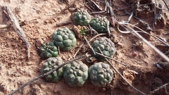 Euphorbia globosa