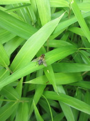 Helophilus eristaloidea