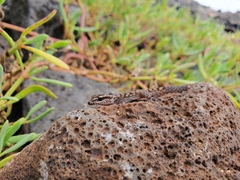Phyllodactylus galapagensis