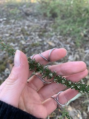 Cryptandra spinescens