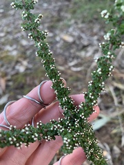 Cryptandra spinescens