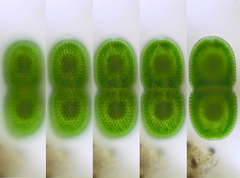 Cosmarium striolatum