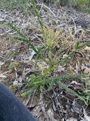 Cryptandra spinescens