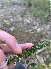 Cryptandra spinescens