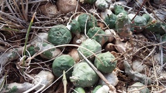 Euphorbia globosa