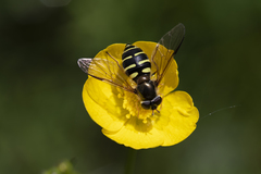 Dasysyrphus hilaris