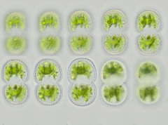 Cosmarium subexcavatum