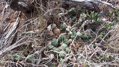 Euphorbia globosa