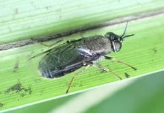 Odontomyia tigrina