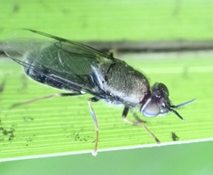 Odontomyia tigrina