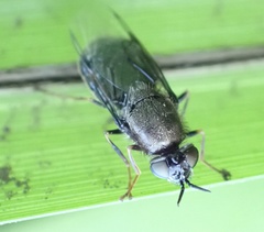 Odontomyia tigrina