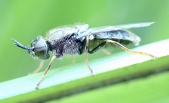 Odontomyia tigrina