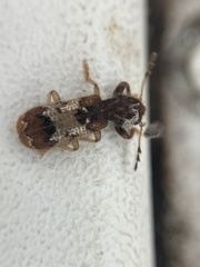 Pelonium leucophaeum