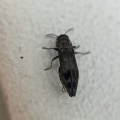 Agrilus lecontei