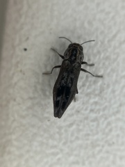 Agrilus lecontei