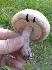 Agaricus xanthodermus