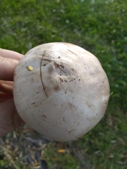 Agaricus xanthodermus