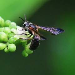 Nomia fuscipennis