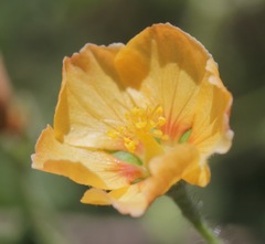 Abutilon parvulum