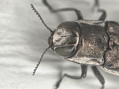 Agrilus macer