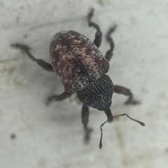 Chalcodermus collaris