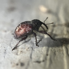 Chalcodermus collaris