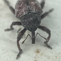 Chalcodermus collaris