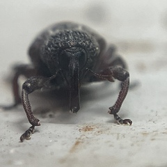 Chalcodermus collaris