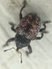 Chalcodermus collaris