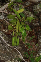Atractocarpus