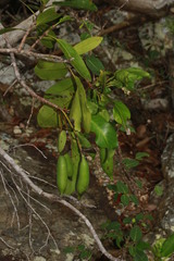 Atractocarpus
