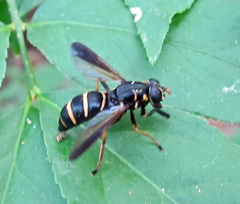 Temnostoma bombylans