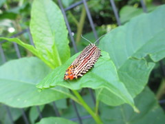 Cerace xanthocosma