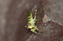 Creobroter meleagris