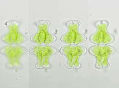 Euastrum intermedium